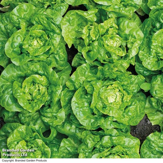 Lettuce 'Tom Thumb' - Organic Seeds