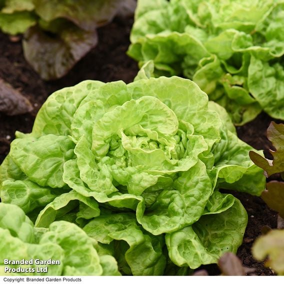 Lettuce 'Tom Thumb' - Organic Seeds
