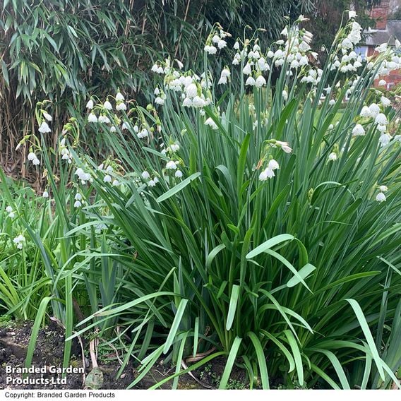 Leucojum aestivum