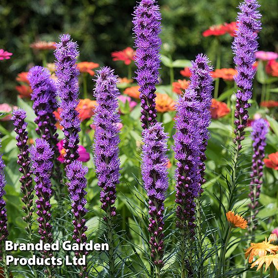 161 Summer Saver Bulb Collection