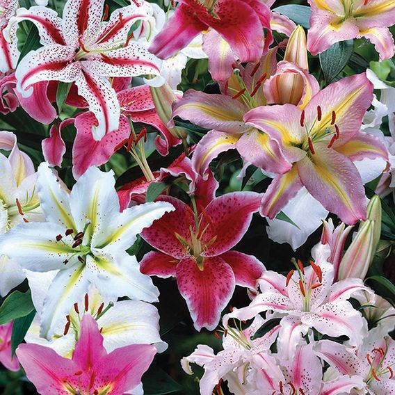Lily Giant Oriental Collection