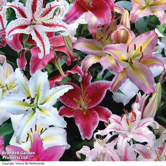 Lily Giant Oriental Collection