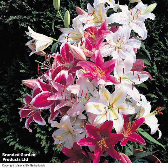 Lily Giant Oriental Collection