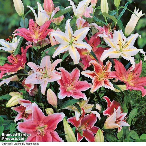 Lily Giant Oriental Collection