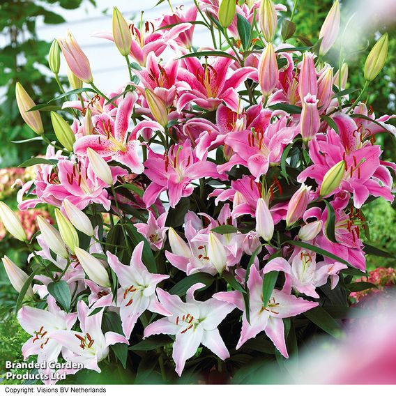 Lily Giant Oriental Collection