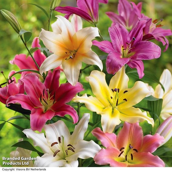 Lily Giant Oriental Collection