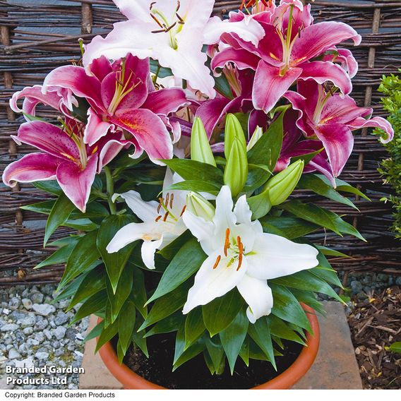 Lily Giant Oriental Collection