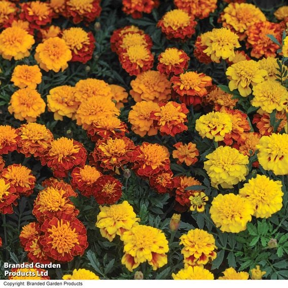 French Marigold 'Boy O'Boy Mixed' - Seeds