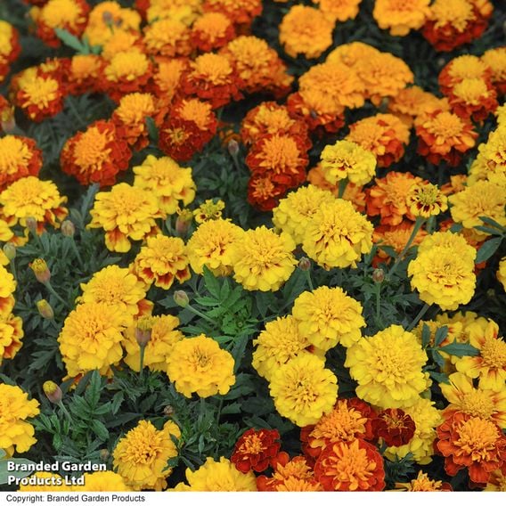French Marigold 'Boy O'Boy Mixed' - Seeds