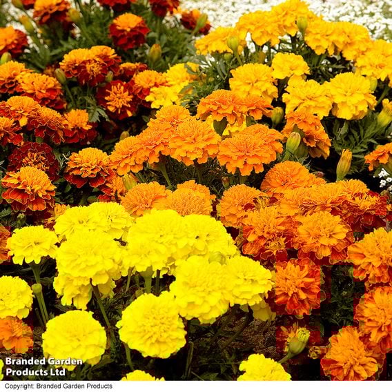 French Marigold 'Boy O'Boy Mixed' - Seeds