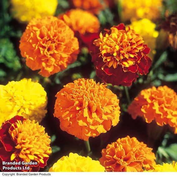 French Marigold 'Boy O'Boy Mixed' - Seeds