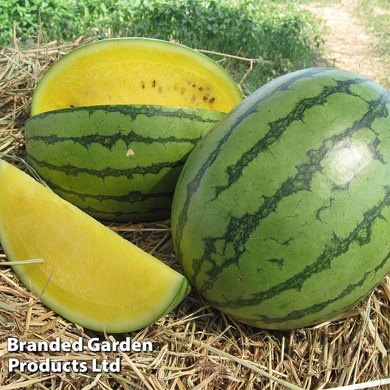 Watermelon 'Sunlove'
