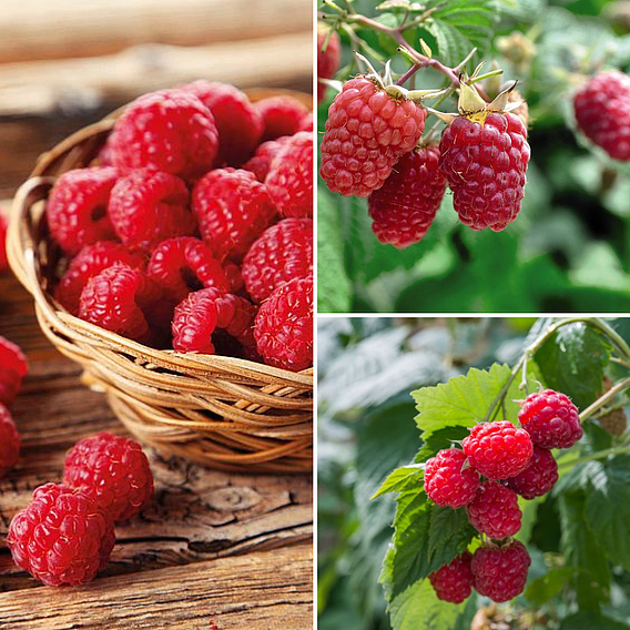 Raspberry Full Season Collection