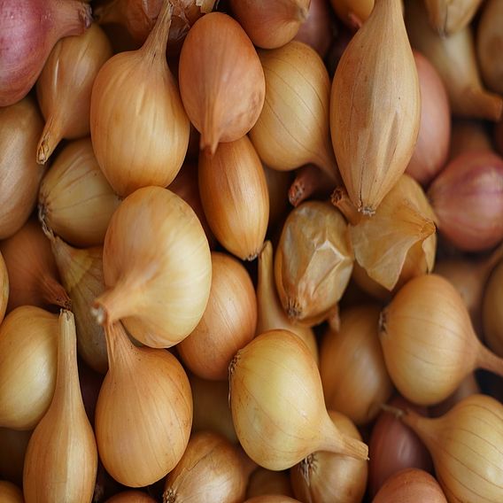 Onion Set (Organic) - Jet Set F1