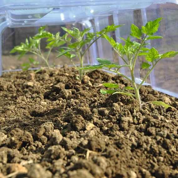 Mini Greenhouse Cloche