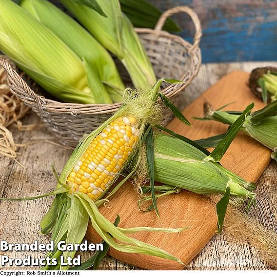 Sweetcorn Pot Of Gold