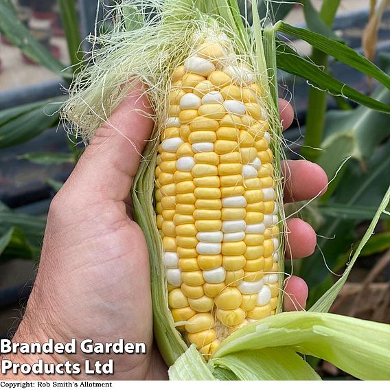 Sweetcorn Pot Of Gold