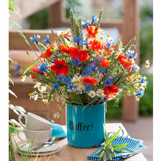 Cornflower 'Blue Diadem' - Seeds