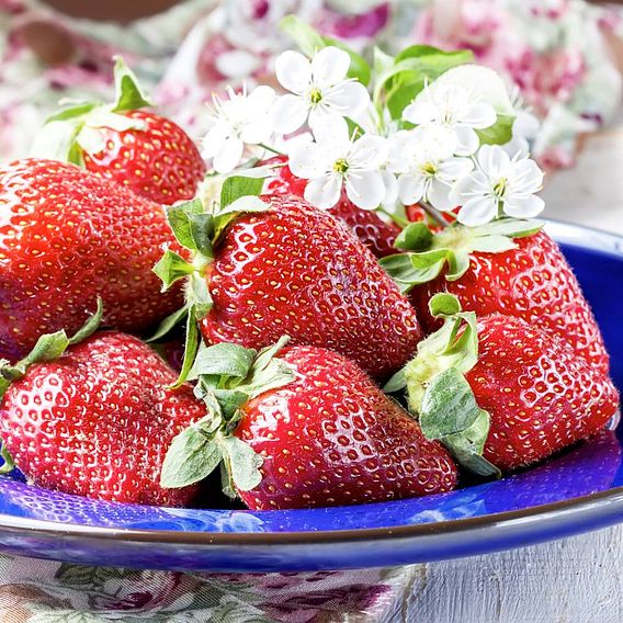 Strawberry 'Korona' (Early to Mid Season)