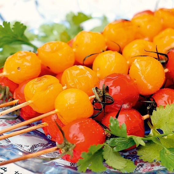 Tomato 'Honeycomb' (Grafted)