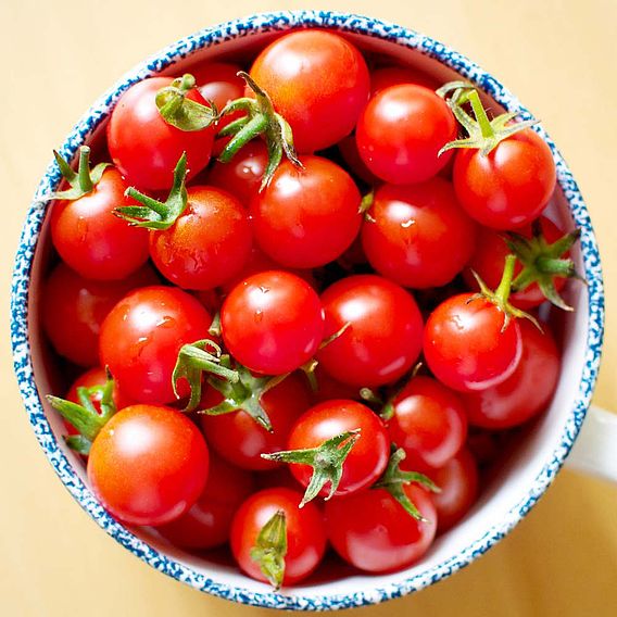 Tomato Plants - Sweet Aperitif