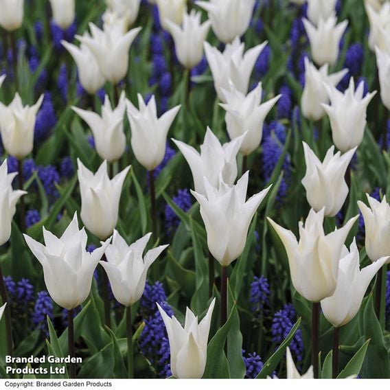 Tulip 'White' and Muscari 'Blue' Mix