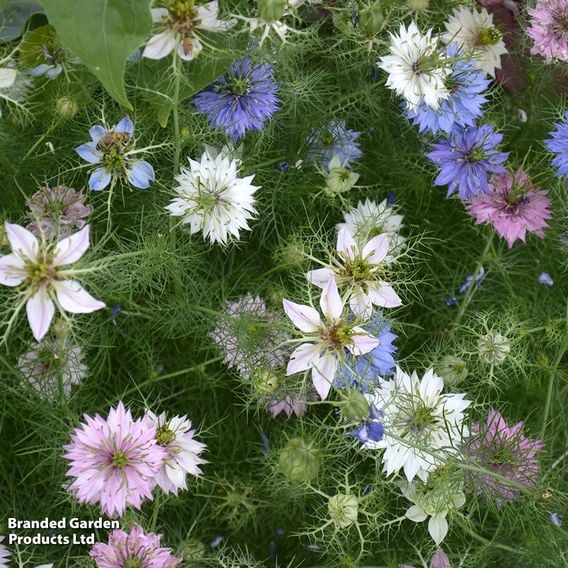 Nigella 'Persian Jewels' - Seeds
