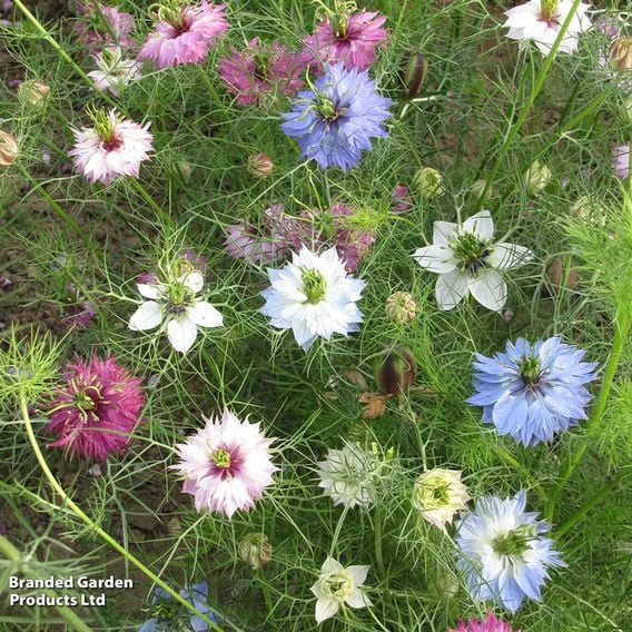 Nigella 'Persian Jewels' - Seeds
