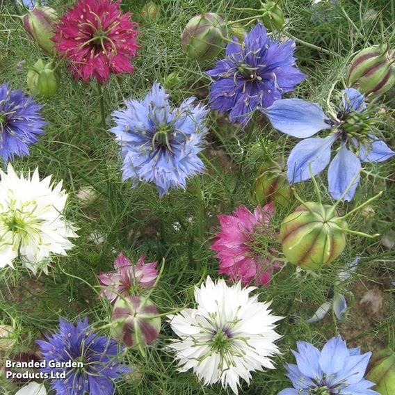Nigella 'Persian Jewels' - Seeds