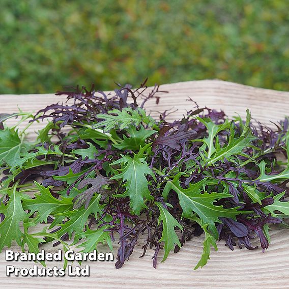 Mizuna 'Red & Green Mix' - Organic Seeds