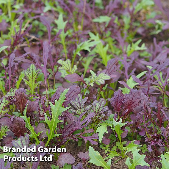Mizuna 'Red & Green Mix' - Organic Seeds