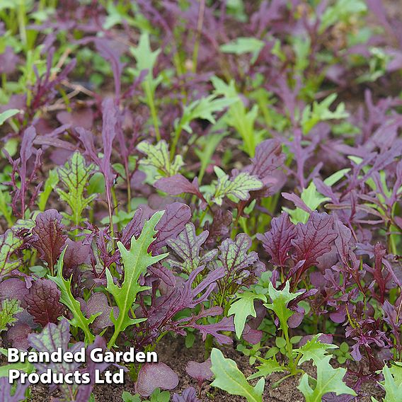 Mizuna 'Red & Green Mix' (Organic) - Seeds