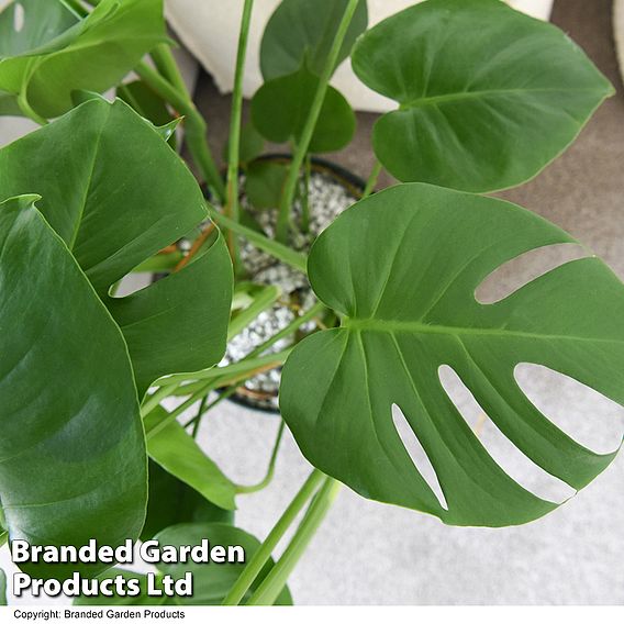 Monstera deliciosa in hydro pot