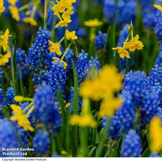 Muscari armeniacum