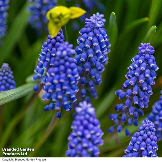 Muscari armeniacum