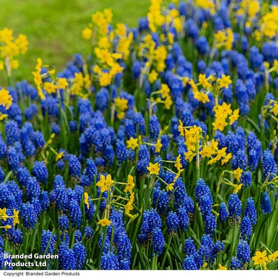 Muscari armeniacum
