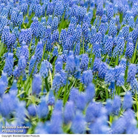 Muscari armeniacum