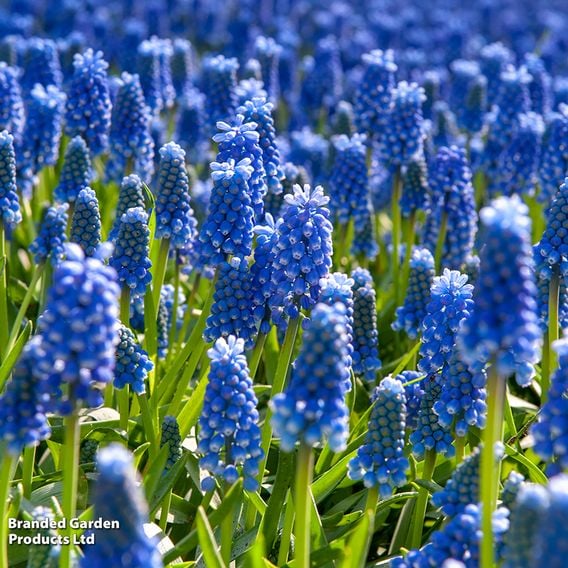 Muscari armeniacum