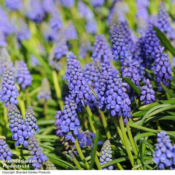 Muscari armeniacum