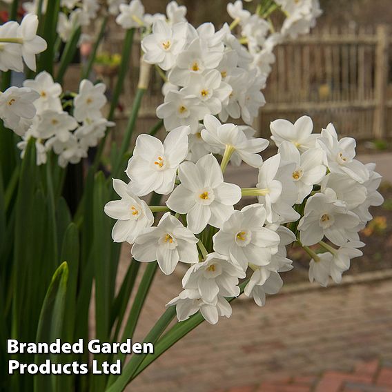 Narcissus 'Paper White'