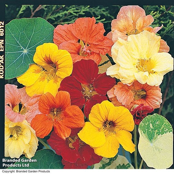 Nasturtium 'Alaska Mixed' - Seeds