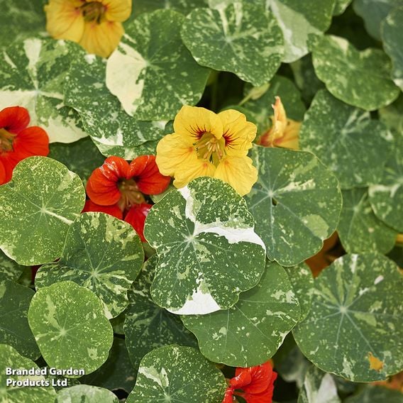 Nasturtium 'Alaska Mixed' - Seeds