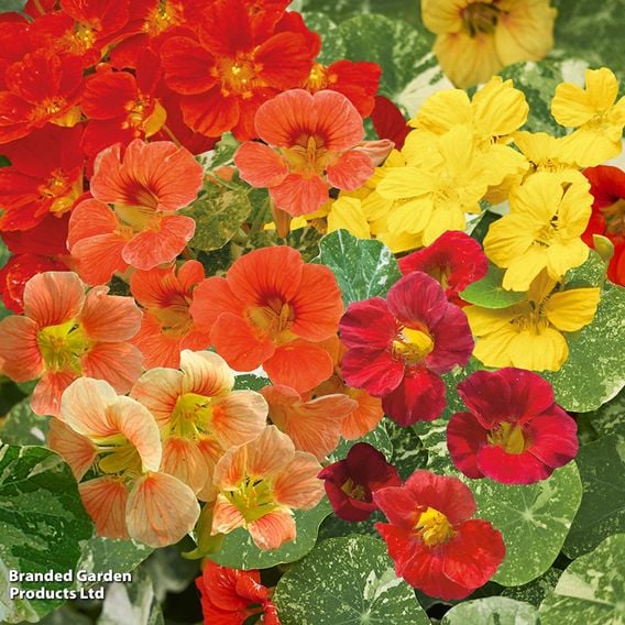 Nasturtium 'Alaska Mixed' - Seeds