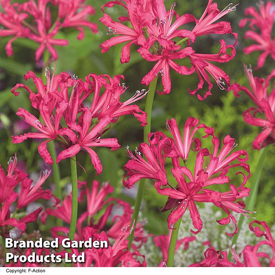 Nerine bowdenii 'Mister John'