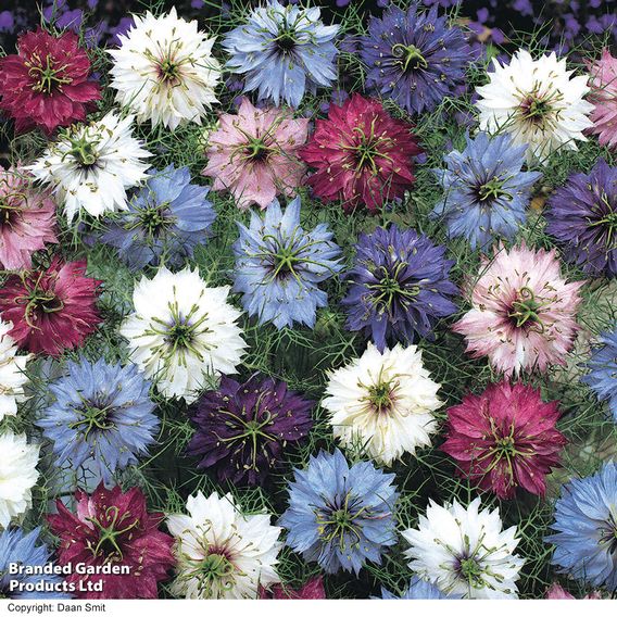 Nigella 'Persian Jewels' - Seeds