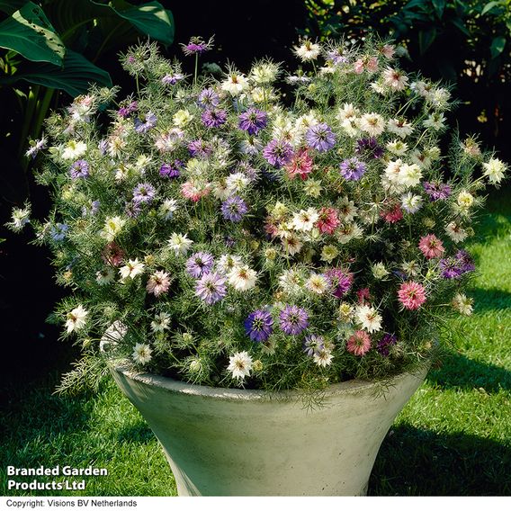 Nigella 'Persian Jewels' - Seeds