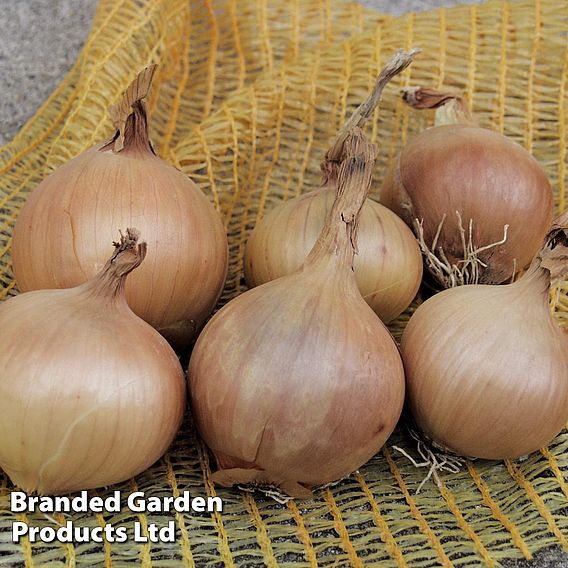 Onion 'Sturon' (Spring Planting) (Organic)