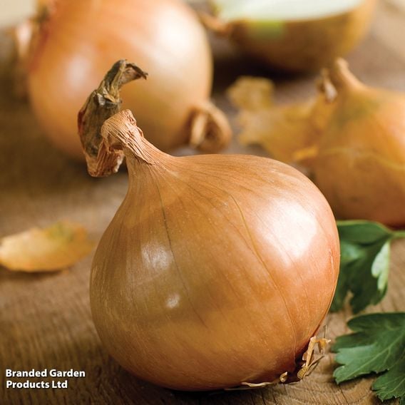 Onion 'Ailsa Craig' - Organic Seeds