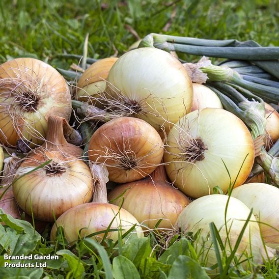 Onion 'Ailsa Craig' - Organic Seeds