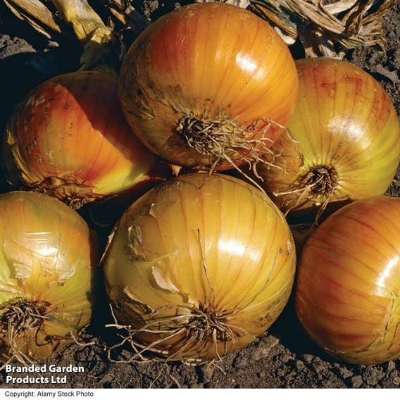 Onion 'Ailsa Craig' - Organic Seeds